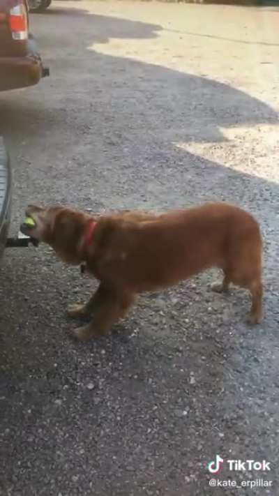 Dog