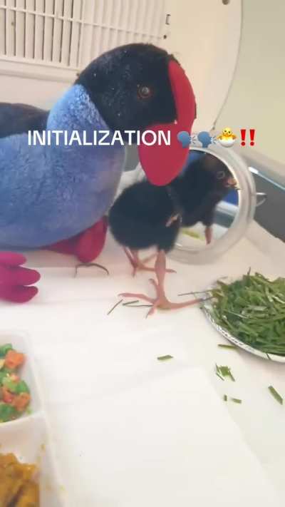 INITIALIZATION!!!!!