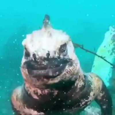 Godzilla Is Real