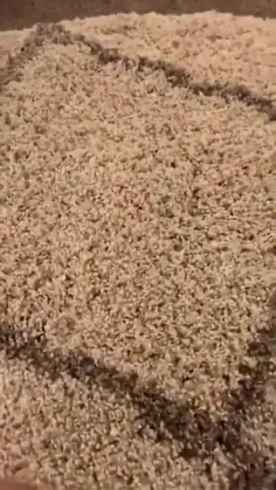 Bug in a rug