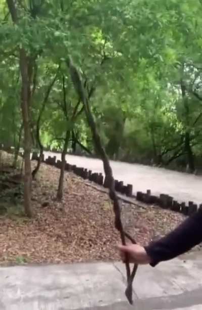 &raquo;&laquo;Guy find perfect stick.