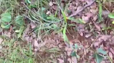 snake ID Zambia