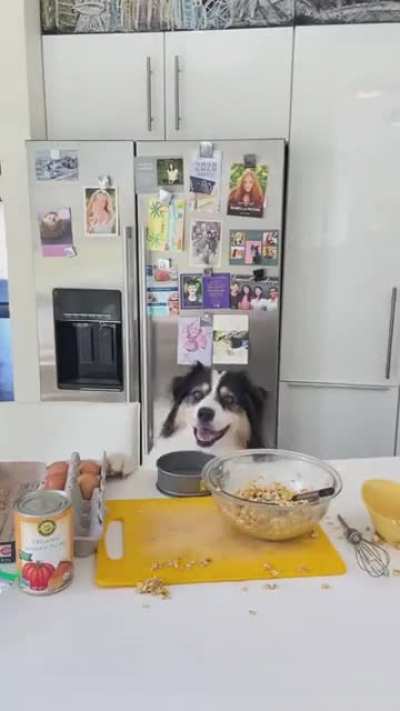 Bone appetit