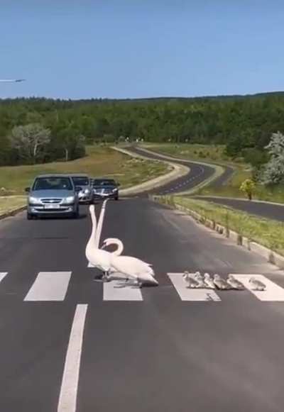 Swan family crossing the road