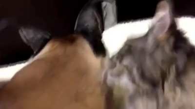 I feel like there&rsquo;s not enough love for Justin, so here&rsquo;s a vid of Justin and Floppa bonding.