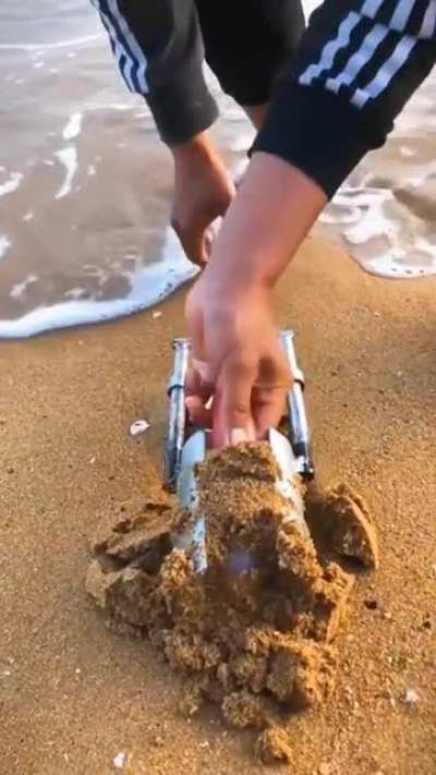Sea Carrot