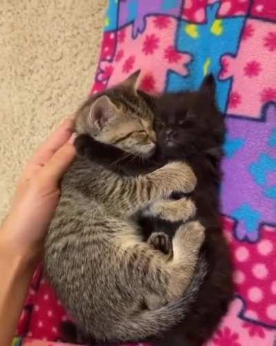 smol frens
