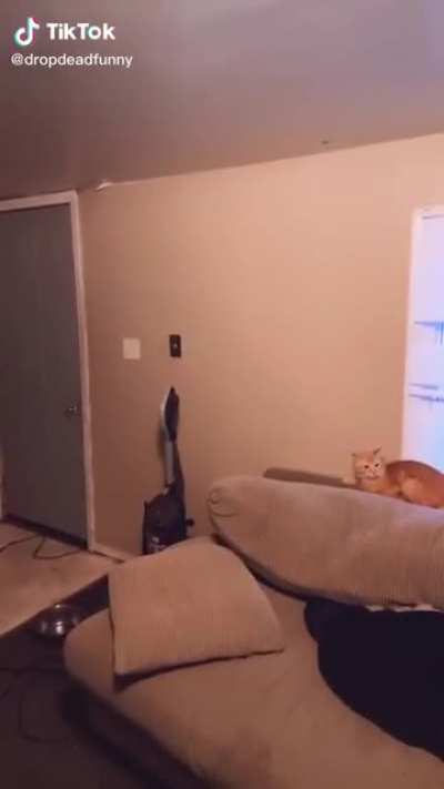 Omg the cat!