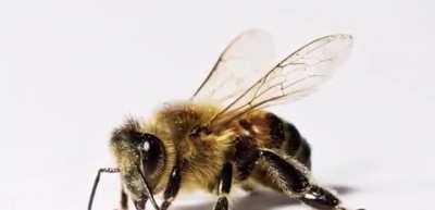 BEE 🐝🥺😖😢😭😭😭