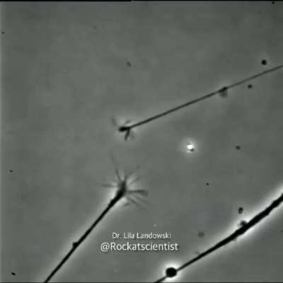 FINDING THAT CONNECTION - brain cells connecting to one another