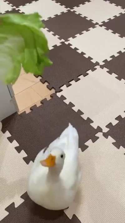 quack