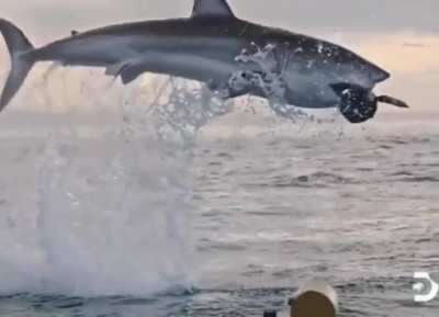 Shaek catching air. The first time I saw something like this it was like, "Welp, no ocean swimming for me!"