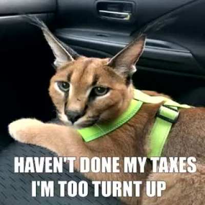 Flop &rsquo;fo no taxes