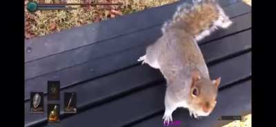 squirrel attack...