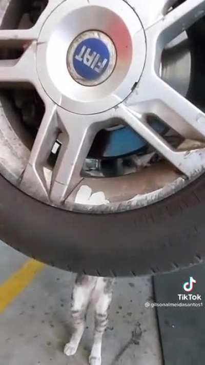 Kitty mechanic