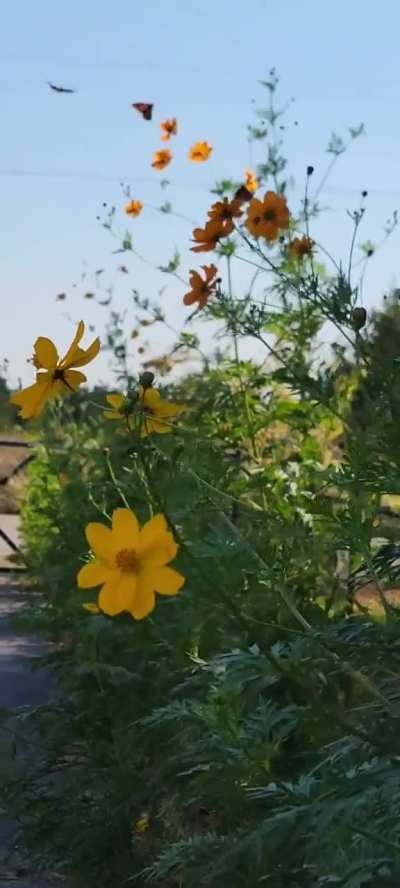 Butterfly Extravaganza