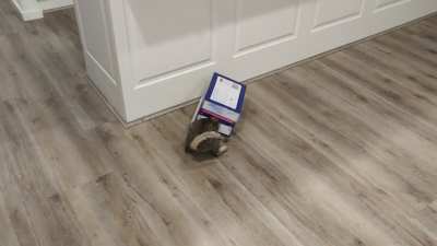 Cats and boxes..