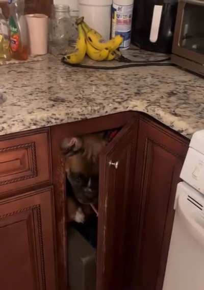 How the heck did he get in there