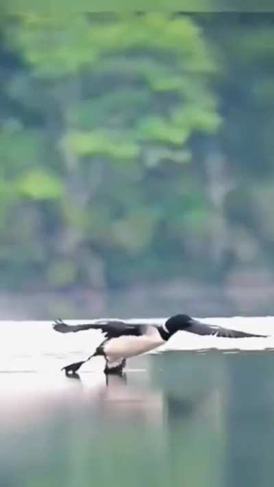 🔥 Loon coming in for an incredibly smooth landing 