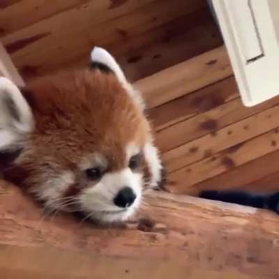 Awww red panda