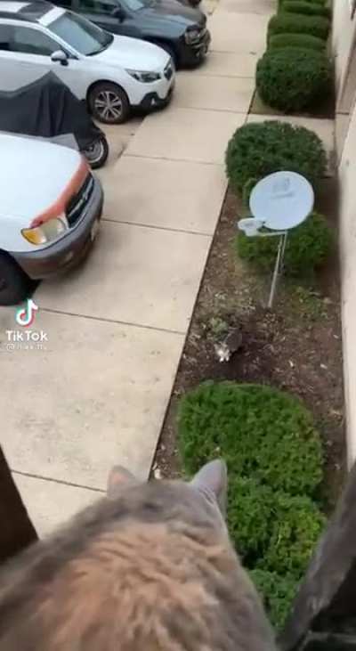 Big drop = nothing for cats