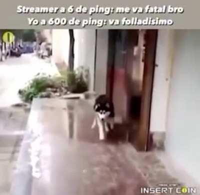Perro con Lag XD