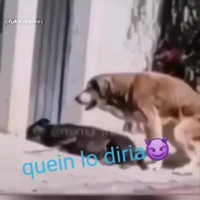 Oigan todos, puse la canci&oacute;n miada