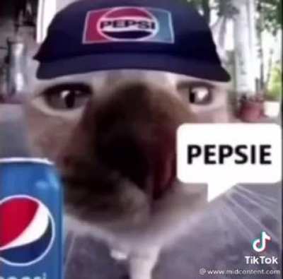 Cute cat