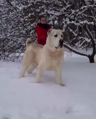 absolute zero unit