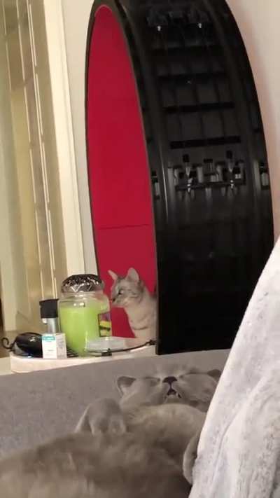 Two types of cats