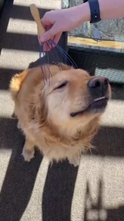 hELpLess dOg unDerGoeS lOboTomy tO eXtrAcT pUrE gOLd