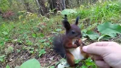 Squirrel gets frozen in time