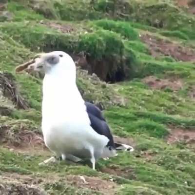 Just a bird eating a rabbit.