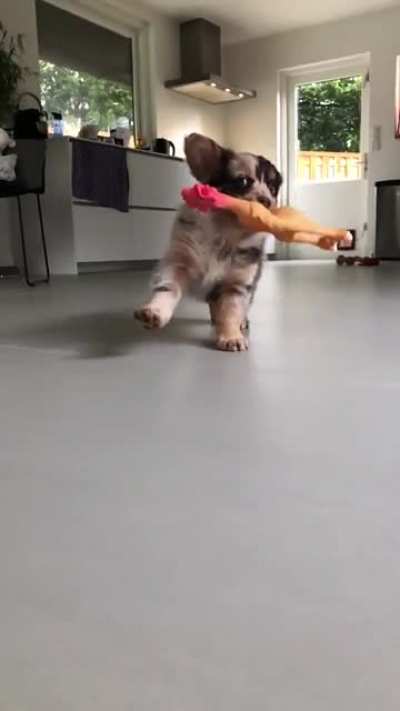 8-week old Aussie showing off with chicken