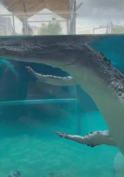 You see comrade croc glides in water.