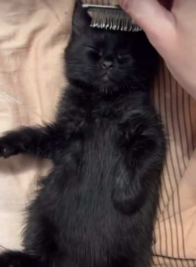 Pampered Life