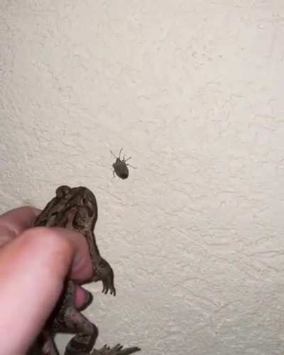 Do not mess with the toad!