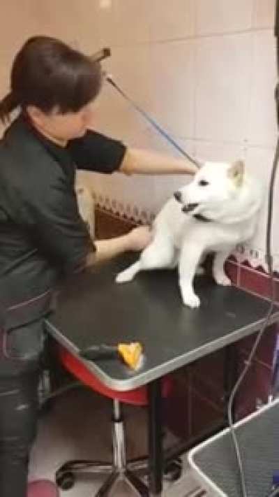 How this talented groomer establishes trust with a shiba in under a minute