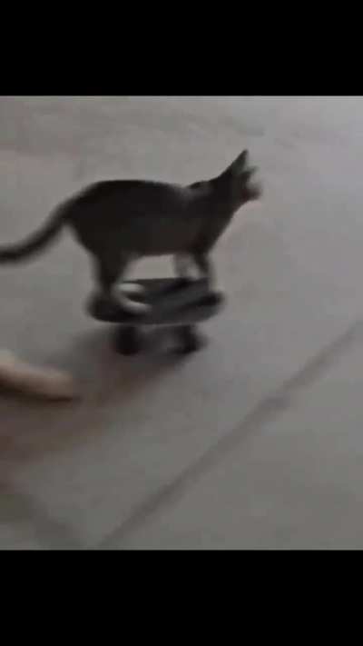 🛹 🐈&zwj;⬛ 