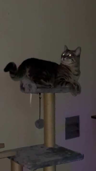 Ladies and gentlemen, meet Grayson, my firstborn cat-son