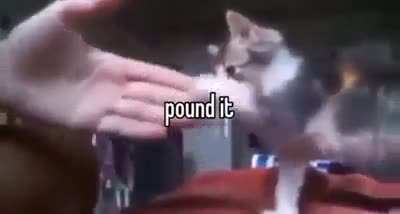 Gang shit