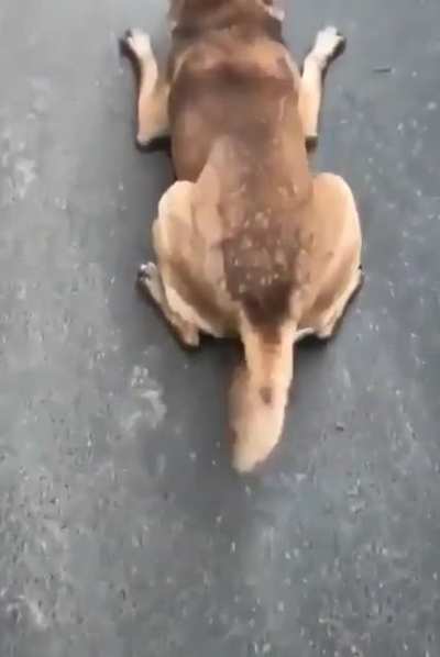 Such a derpy boy