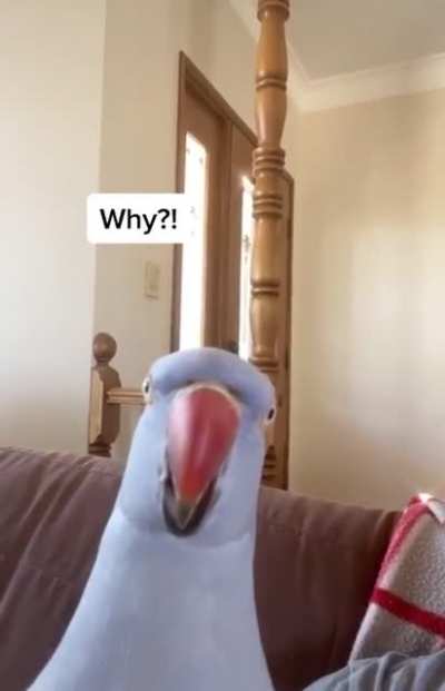 what doing? what? WAT DOING?