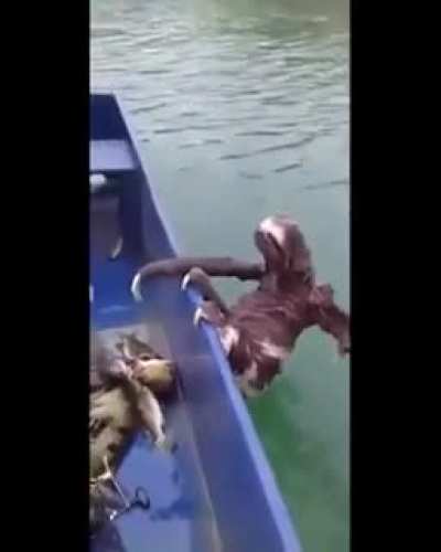 &ldquo;A sloth took the boat ride of its life&rdquo;