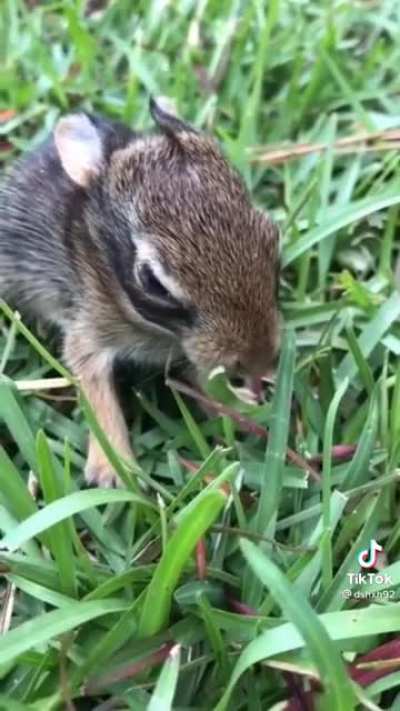 Helping a baby bunny