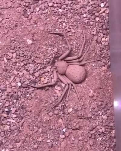 This six-eyed sand spider is burying herself