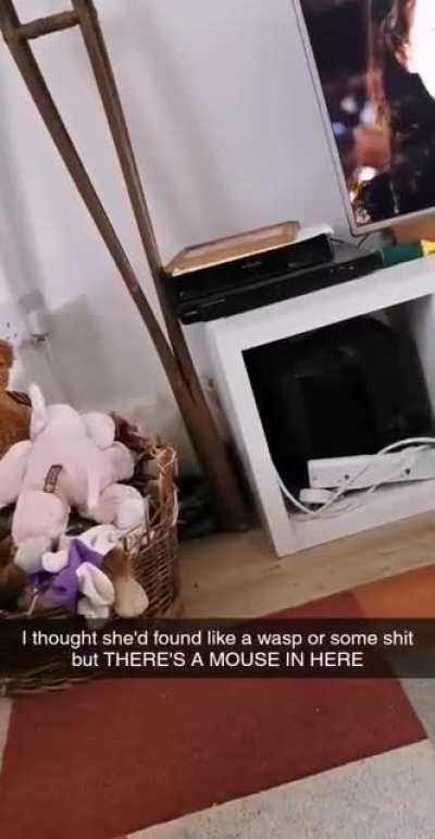 Finally found that mouse my cat brought in