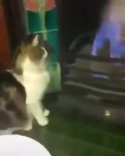 The cat was just too curious