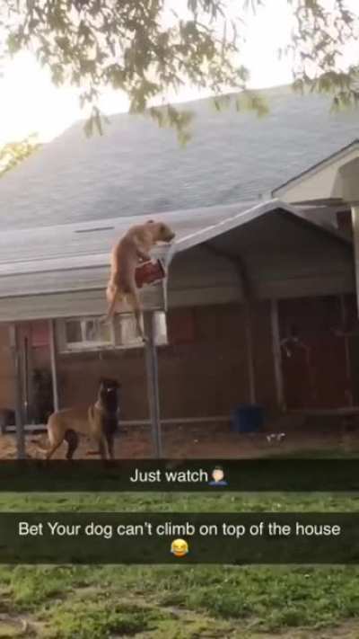 "OOPS! It went on the roof, looks like playtime is over..."