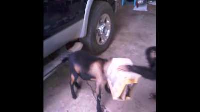 Chimpanzee being a jerk to a goat with a box stuck on his head. Check what he does with the box at the end. I took this video in Liberia